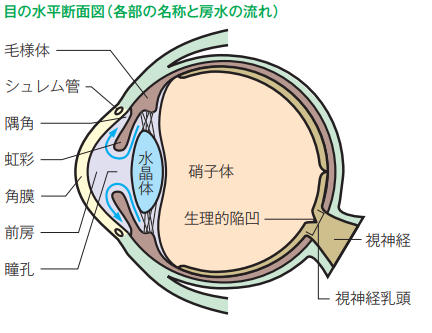 眼の水平断面図